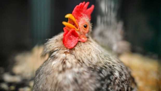 Food Professor warns Canada’s chicken shortage could send prices soaring in September
