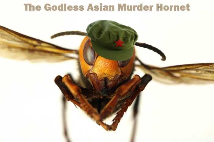 Beekeepers brace for next round with Canada’s ‘murder hornets’