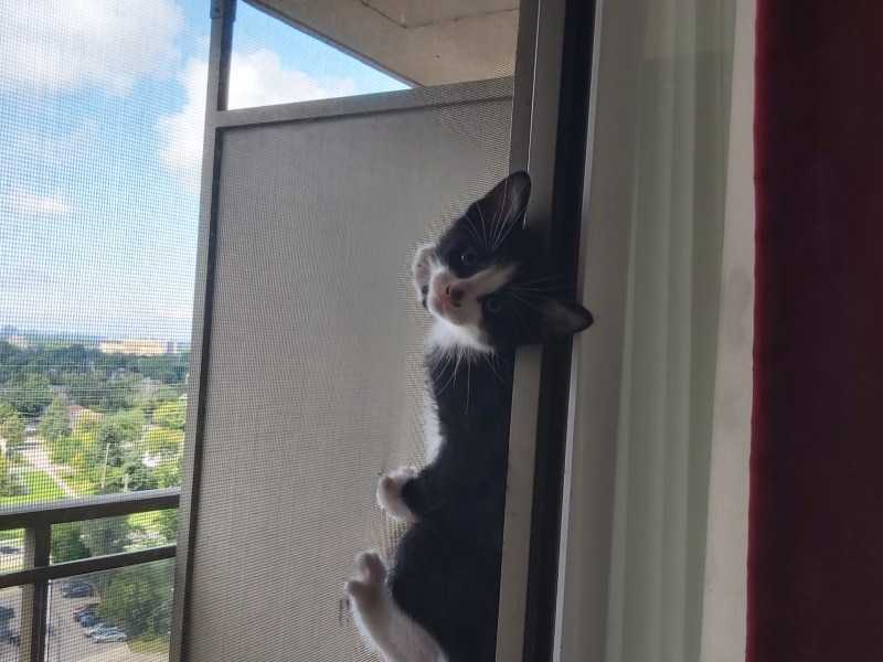 Was I wrong to fall for a cheating cat?