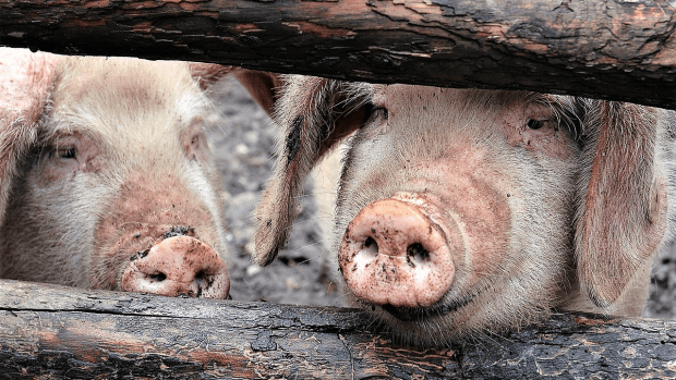 Does calling a man a pig perpetuate human supremacy?