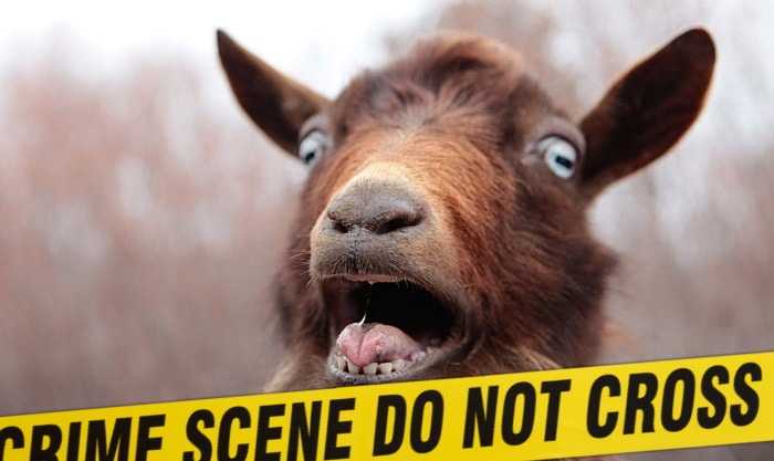 Afghan asylum seeker sentenced for raping goats and 6-month-old lamb at French educational farm, denied charges despite DNA evidence