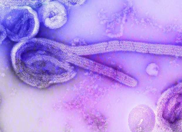 Ebola moving faster than responders can contain it, warns WHO