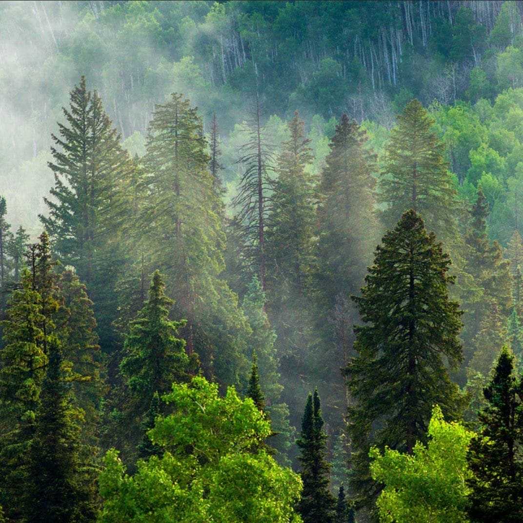 What counts as the woods? Judge axes Nova Scotia’s ban that defied ‘commonsense definitions’