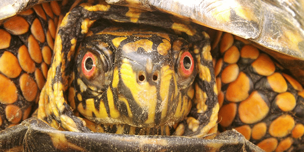 China Says It Faces Espionage Risk From Sea Turtles and Fish