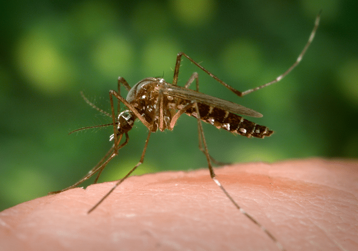 Jamie Sarkonak: The progressive, anti-science surrender to mosquitos