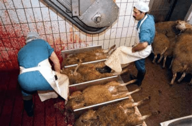 Halal meat market grows by almost $1 billion in a decade, sparking transparency questions