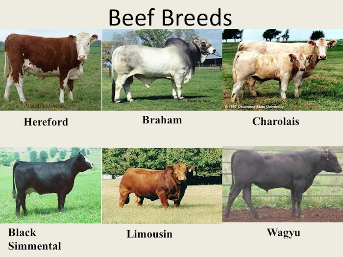 CHARLEBOIS: Cheap imports won’t fix Canada’s beef problem