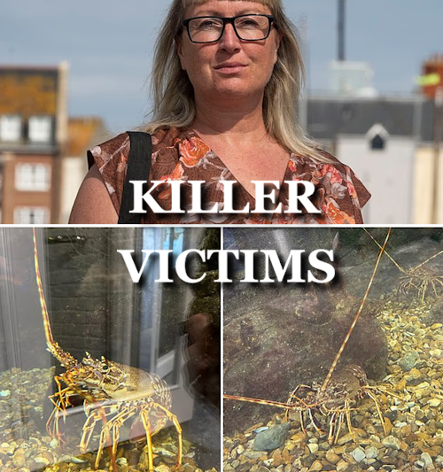 I’m being persecuted, says animal rights activist convicted after accidentally killing two restaurant lobsters in botched ‘jailbreak’