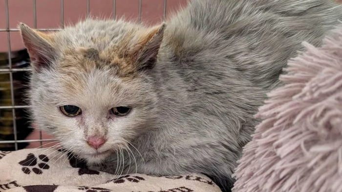 Scrapyard cat saved after site closed for housing