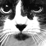 Blazingcatfur