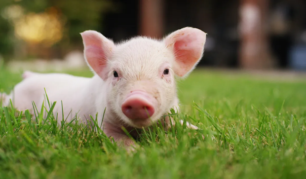 Group That Left Pig Heads at Mosques Worked for Moscow: Report