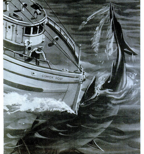 Shark or sea monster? The Canadian marine mystery that still intrigues experts 90 years on