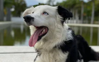 Venezuelan rescue dog saves 13 people from earthquake rubble