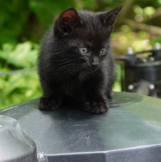 Operation Meow-Meow! Ukrainian ‘Vampire’ drone rescues cat family from frontlines
