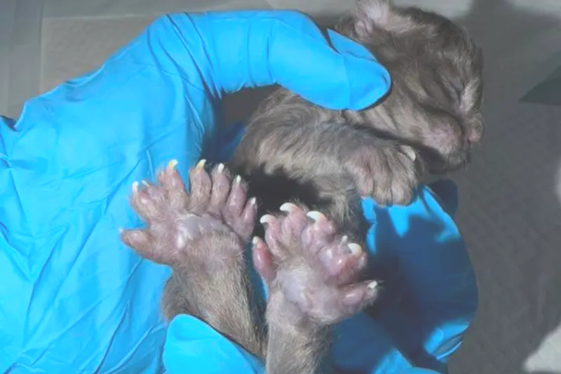 Wisconsin Kitten breaks bizarre Guinness World Record for being born with 29 toes