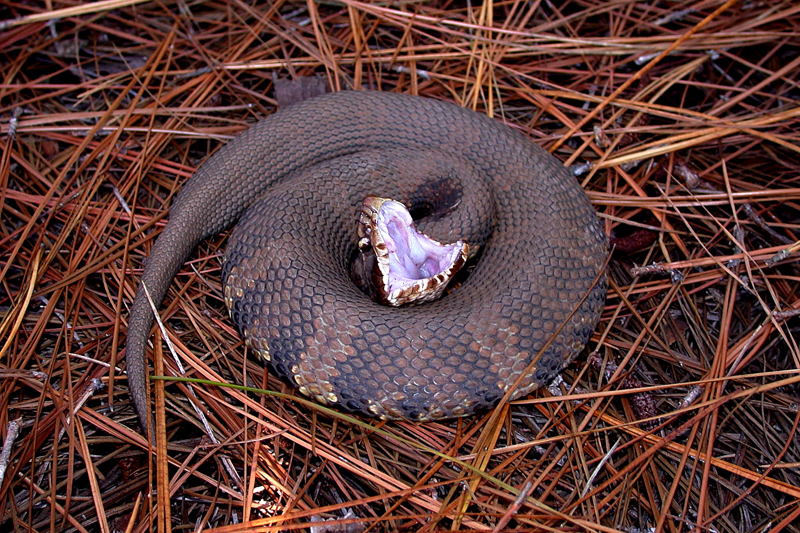 Did you say snakes?