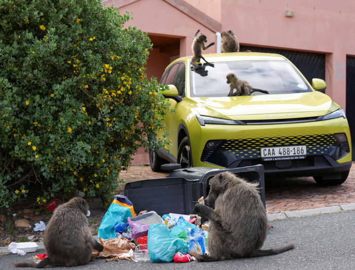 ‘It’s hard to sell a house when it’s covered in baboon faeces’: Cape Town divided over plan to remove its monkeys