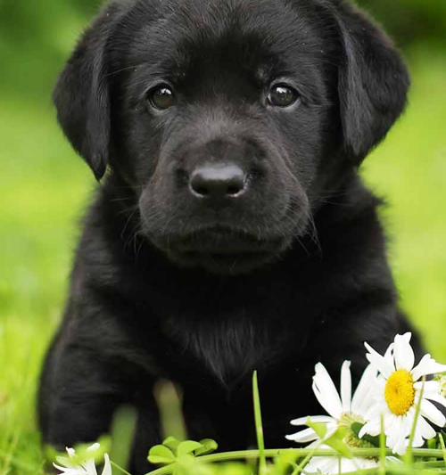 ‘Black Labs Matter’: How Labour dragged Britain’s favourite dog into the culture wars