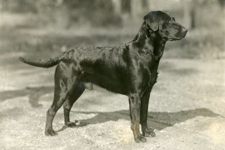 Is your dog right-wing?