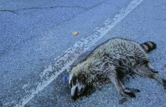When the Police Charged me for Picking up Roadkill I Knew English Freedom Had Died